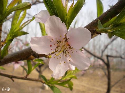 如何斬斷爛桃花|怎麼斬爛桃花？爛桃花化解6種方法